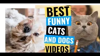 ♥ TikTok Pets: Funny and Cute Pets Compilation #1♥