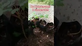 не пересаживай растения пока не посмотришь этот ролик #дача #сад #огород