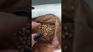 Сажаем перец на рассаду