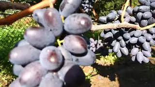 Емір та Сказка Калугіна В.М