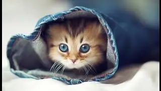 котик в штанах 2015 / cat in the pants