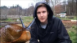 Hur jag förhindrar SNIGLAR i odlingen utan att döda dem