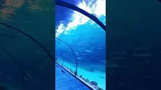 The National Aquarium of Abu Dhabi, UAE