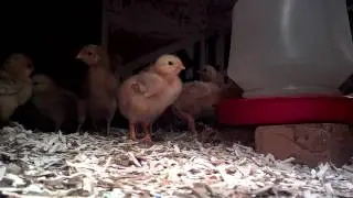 Chick Can....Batch 1