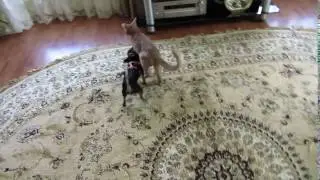 Chihuahua and a cat
