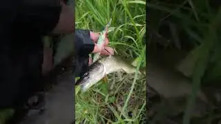 огромная щука на щуку,голые девушки