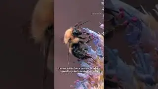 Spiders in the Ocean