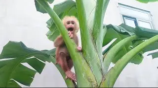 Bibi monkey climbs high to find food