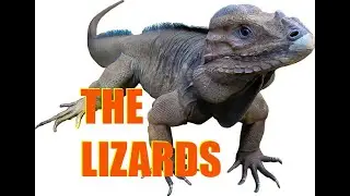 What's Inside the Lizard Building?!