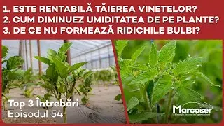Tăierea și regenerarea vinetelor | Diminuarea umidității| De ce nu fac ridichile bulbi Top 3 - Ep54