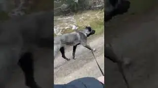 Kangal panter Kıtmir