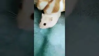 моя семечка 🐹🐹🐹🐁