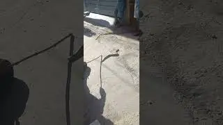 Legend of snake | Snake in road |Surrounded by Gaint Pythons 