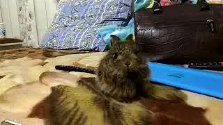 Кролик!!!!!!!!!!