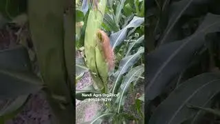 Organic_Corn || जैविक मक्का || वर्मिकम्पोस्ट का कमाल|| 
