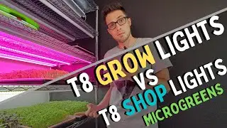 T8 Blurple vs T8 Shop Light for Turnip Microgreens — Budget Light Comparison