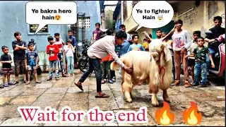 Kota Andul Aggressive Goat | Most Aggressive Goats Deonar Bakra Mandi 2023 update |
