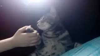 Шоу мистер кот