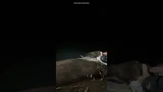 Platypus release into Sydney Royal National Park #conservationmatters #wildlife #platypus