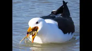 GAVIOTA CANGREJERA comiendo cangrejo