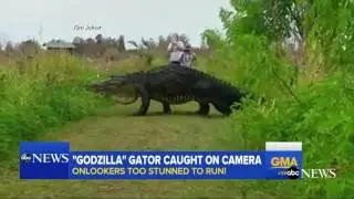 Massive Alligator Spotted at Nature Preserve