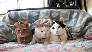 Три Котико хыыыыы)))