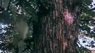 Лидия Русланова   Липа вековая  xvid