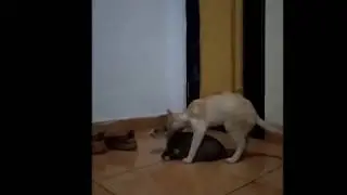 hewan mesum ketangkap Basah
