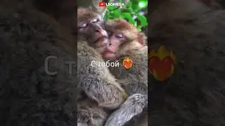 Можно я с тобой? 🥺 