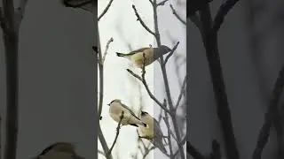 My Wildlife Color Grading Process