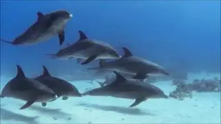 Protect our oceans - Protejamos nuestros océanos