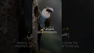 Heart touching Quran recitation | القارئ #سعد الغامدي