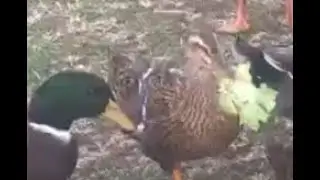 Ducks Love Lettuce!