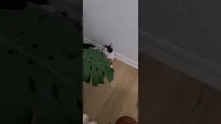 my cat's conversation with a crane fly