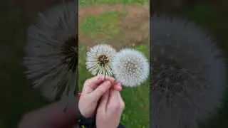 "Әпипапа" диләр бездә бу чәчкәне. Сездә ничек?