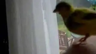 Tame Canary Sits On My Arm