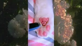 Crazy and funny cat compilation  #cat #funnycats #funnyvideo