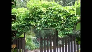 АКТИНИДИЯ  /ACTINIDIA( растения/plants)( HD slide show)!