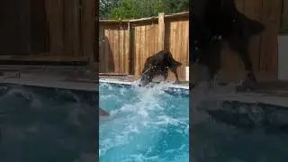 Border collie boxer and water again