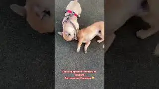 Из жизни Николь и Сэма #животные #bulldog #французскийбульдог