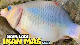 Mancing lagi ikan mas liar dapet 3 Ekor | MANTAP👍