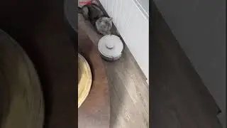 SwitchBot Mini Robot Vacuum K10+, still mini, still great! ✅