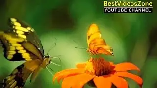 Beautiful Flowers Blooming Good Morning Whatsapp MMS