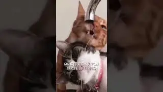ЖИЗА 😂