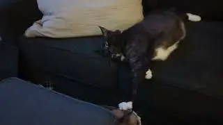 Cat bop