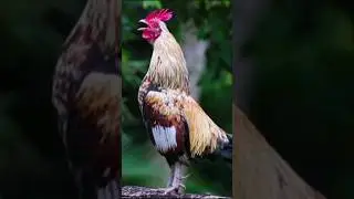 Rooster #rooster #chicken #shorts