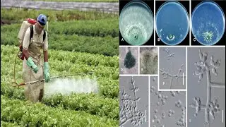 Aplicación de Especies Endófitas de Trichoderma en los Sistemas Hortofrutículas  (Parte 1)