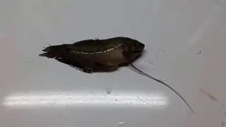 Final Gourami Update 8/22/16