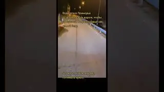 Бобер несет елку