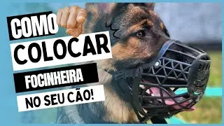 Tem dificuldade para colocar focinheira no seu cão? 